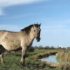 Wild Horse Wicken Fen Equine  - jag2020 / Pixabay