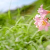 Wild Lily Pink Flower Plant  - Kanenori / Pixabay