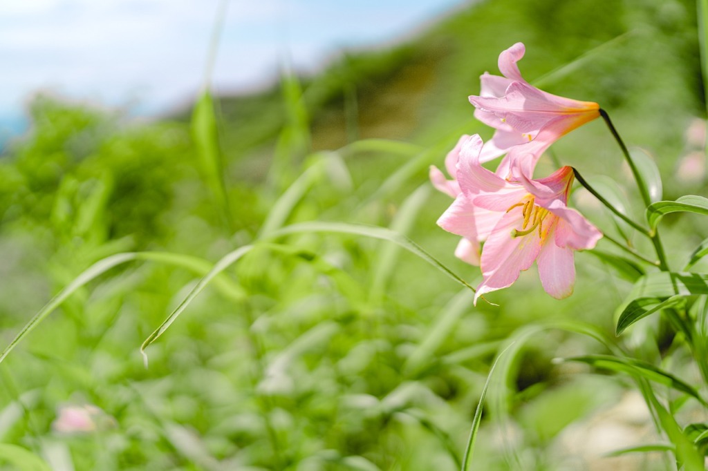 Wild Lily Pink Flower Plant  - Kanenori / Pixabay