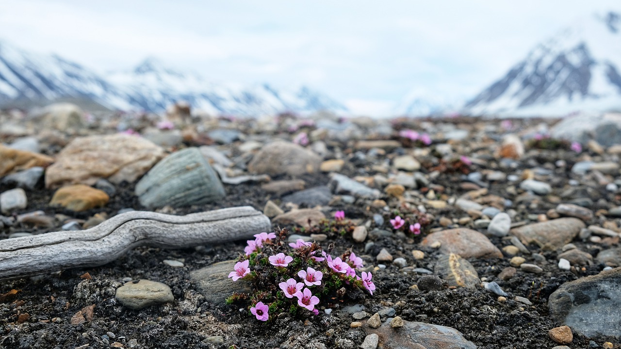 Wildflowers Ground Rocks Stones - himuraseta / Pixabay