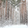 Winter Trees Forest Nature Woods  - VitalyKobzun / Pixabay