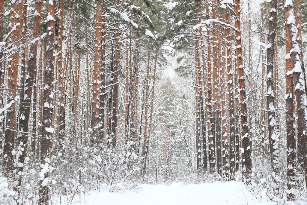 Winter Trees Forest Nature Woods  - VitalyKobzun / Pixabay