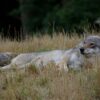 Wolf Animal Meadow Mammal  - verticallimit / Pixabay