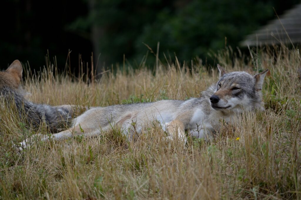 Wolf Animal Meadow Mammal  - verticallimit / Pixabay