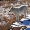 Wolf Canine Fur Snow Animal  - BldrJanet / Pixabay