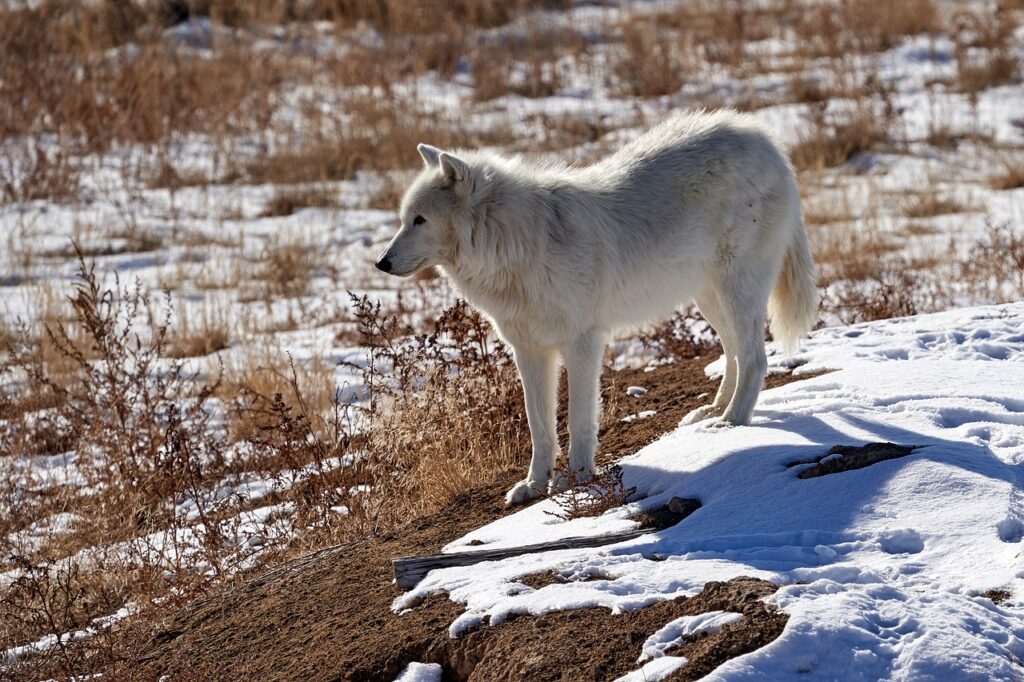Wolf Canine Fur Snow Animal  - BldrJanet / Pixabay