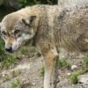 Wolf Canis Lupus European Wolf  - raincarnation40 / Pixabay