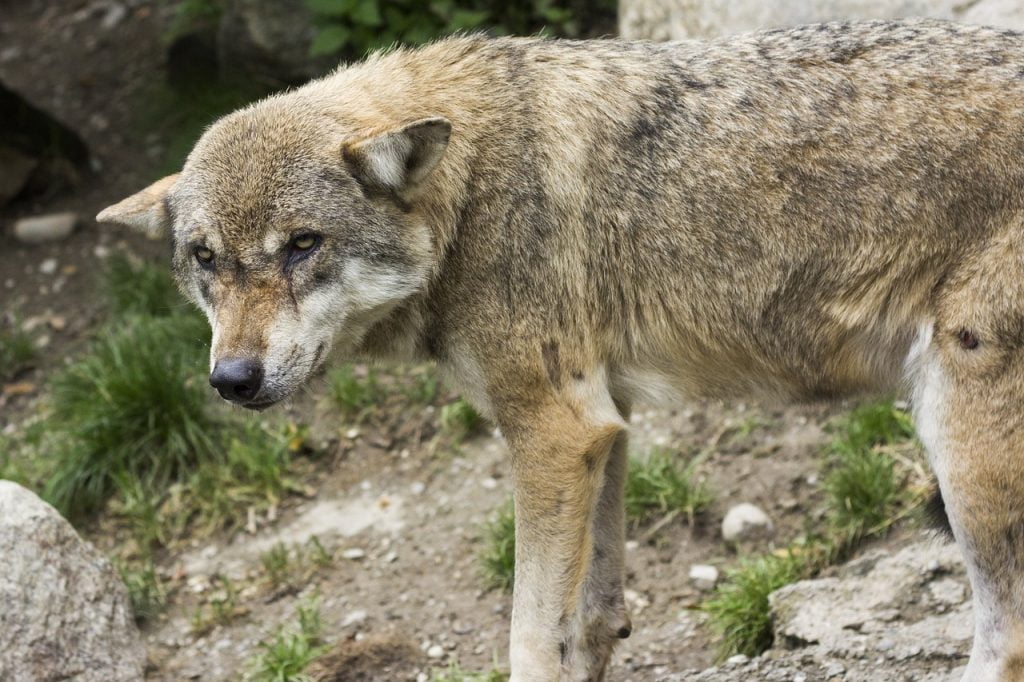 Wolf Canis Lupus European Wolf  - raincarnation40 / Pixabay