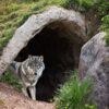 Wolf Cave Mystical Fantasy  - jcoope12 / Pixabay