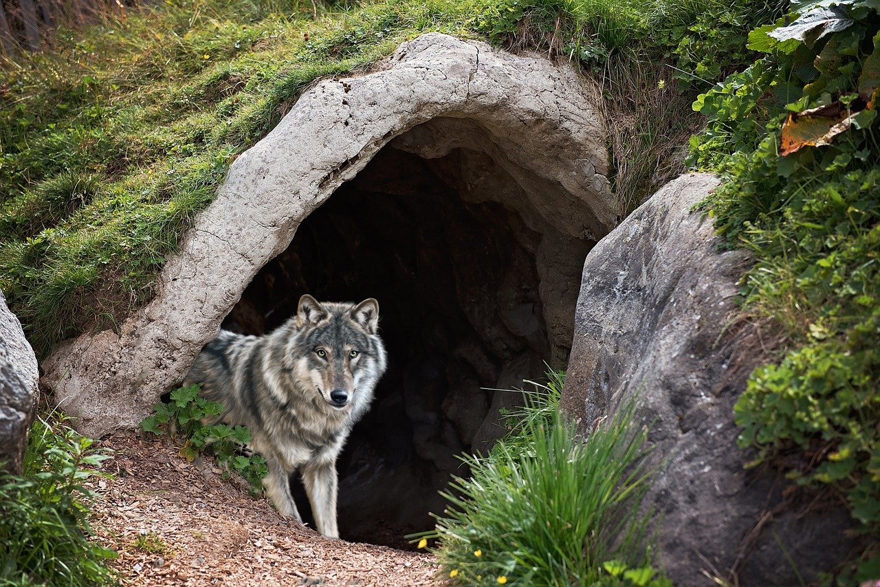 Wolf Cave Mystical Fantasy  - jcoope12 / Pixabay