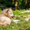Wolf Predator Wild Animal Hunter  - Bru-nO / Pixabay