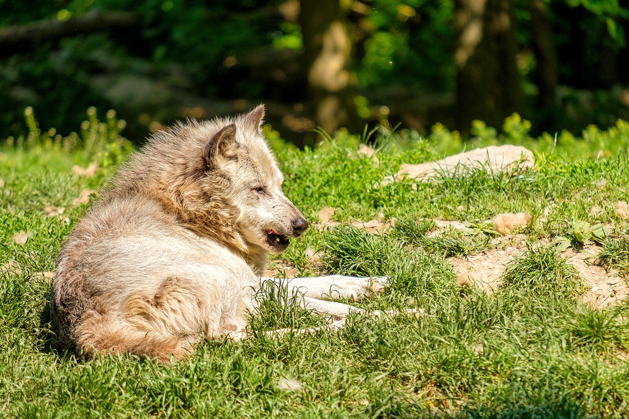Wolf Predator Wild Animal Hunter - Bru-nO / Pixabay