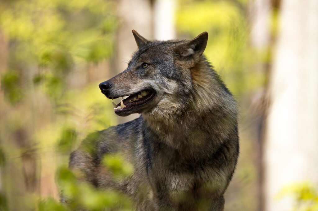 Wolf Zoo Animal Predator Nature  - Leuchtpunkt / Pixabay