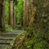 Wood Shrine Approach Cedar  - Kanenori / Pixabay