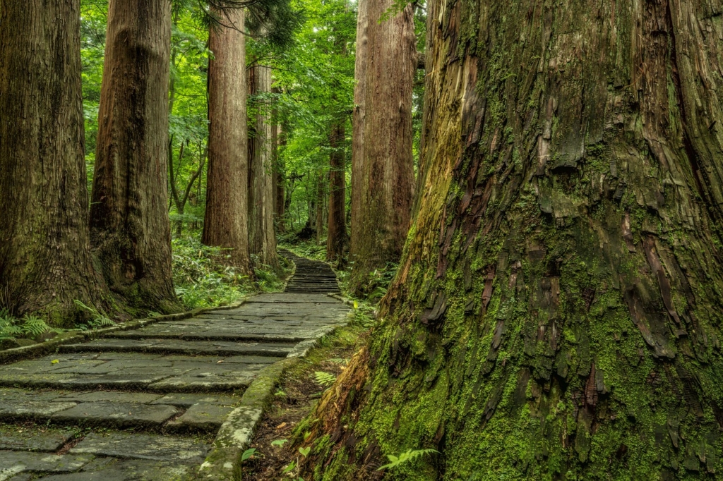 Wood Shrine Approach Cedar  - Kanenori / Pixabay