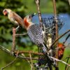 Woodpecker Cardinals Birds Feeder  - Scottslm / Pixabay