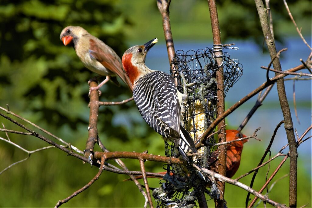 Woodpecker Cardinals Birds Feeder  - Scottslm / Pixabay