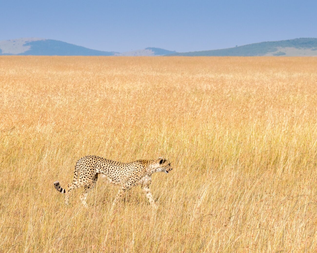 cheetah walking on brown field during daytime