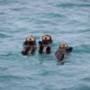 a group of sea otters swimming in the ocean