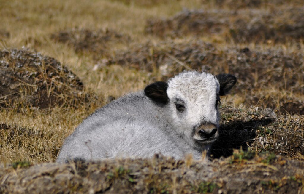 Yak Baby Yak Mongolia Grass Cub  - Erdenebayar / Pixabay
