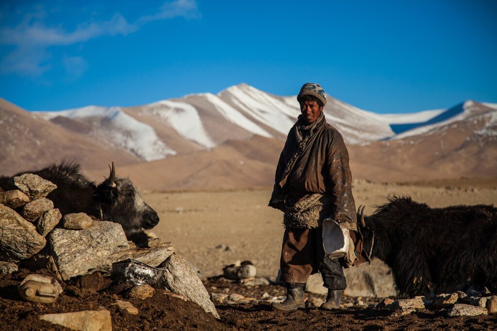 Yak Nomads Traditional Mongolia  - tashinamgyal / Pixabay