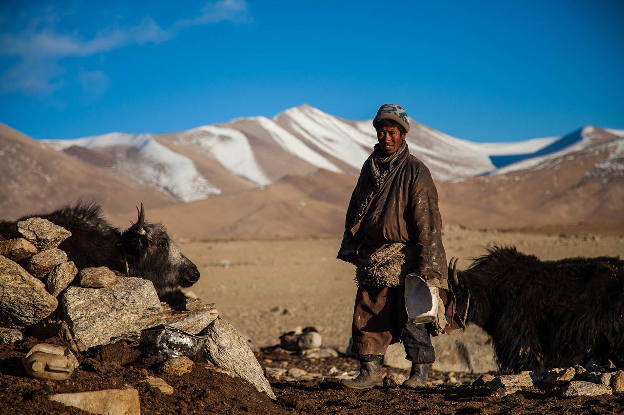 Yak Nomads Traditional Mongolia - tashinamgyal / Pixabay