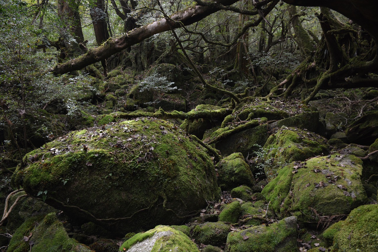 Yakushima Princess Mononoke Moss - IT-STUDIO / Pixabay