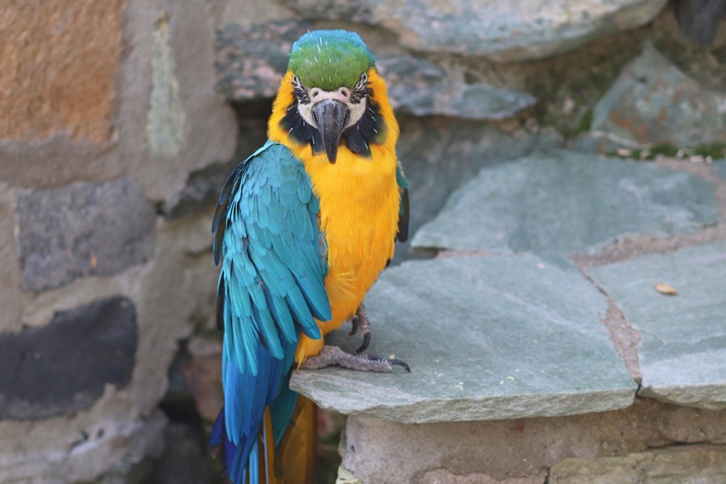 Yellow Macaw Blue And Yellow Macaw  - manfredrichter / Pixabay