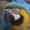 Yellow Macaw Era Bird Sitting  - manfredrichter / Pixabay