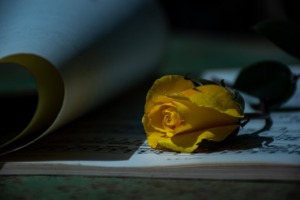 Yellow Rose Romantic Poetry Vintage  - Ri_Ya / Pixabay
