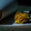 Yellow Rose Romantic Poetry Vintage  - Ri_Ya / Pixabay