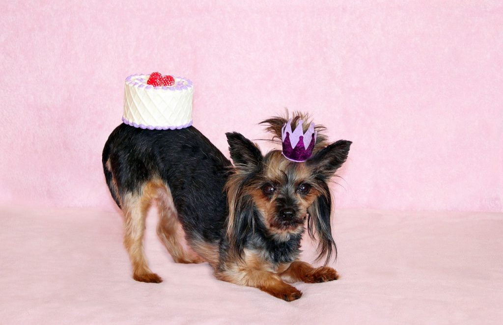 Yorkie Dog Cake Birthday Princess  - YamaBSM / Pixabay