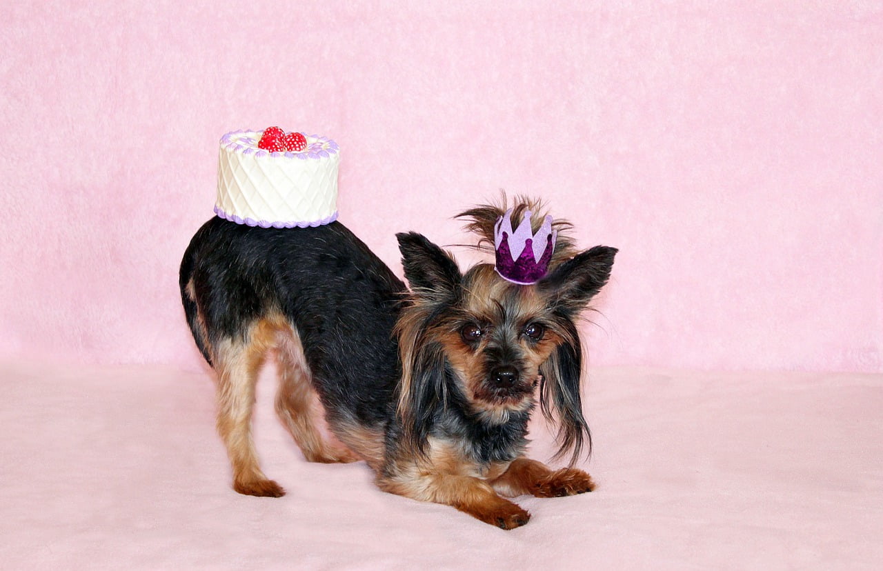 Yorkie Dog Cake Birthday Princess - YamaBSM / Pixabay