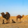 five brown camels