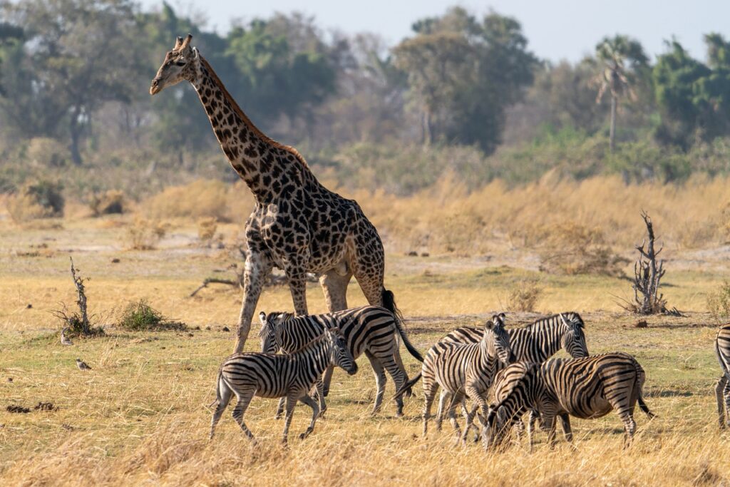 Zebra Giraffe Safari Animals  - Helgede1 / Pixabay