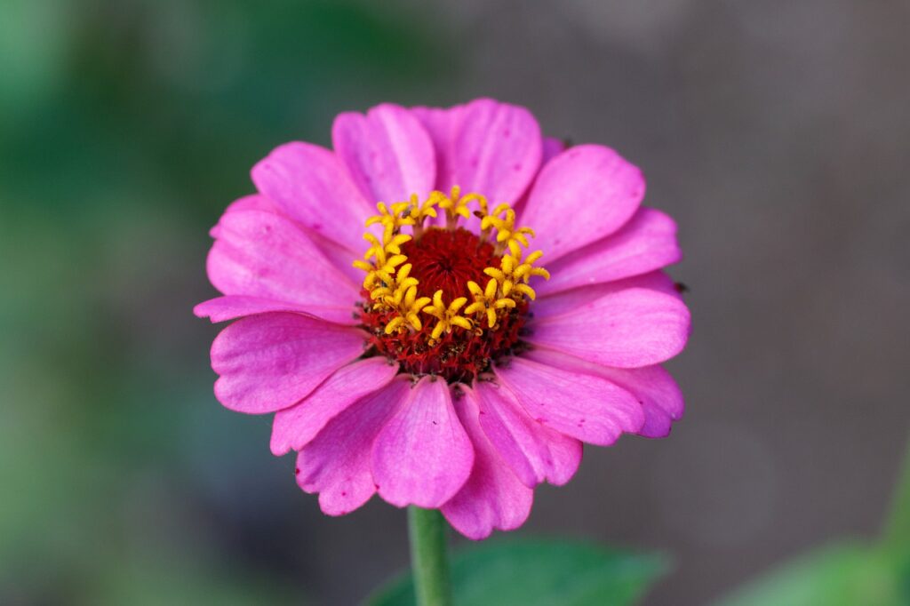 Zinnia Flower Plant Petals Bloom  - eera5607 / Pixabay