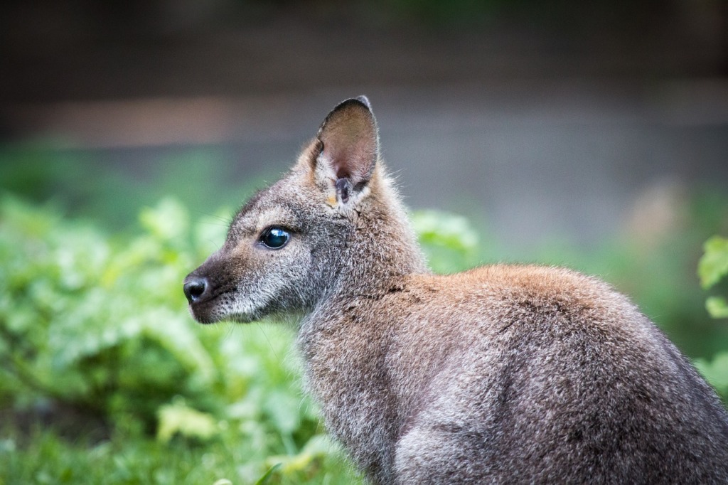Zoo Kangaroo Joey Animal Australia  - Josch77 / Pixabay